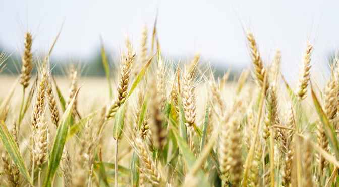 The best ways to store and preserve grains for future use